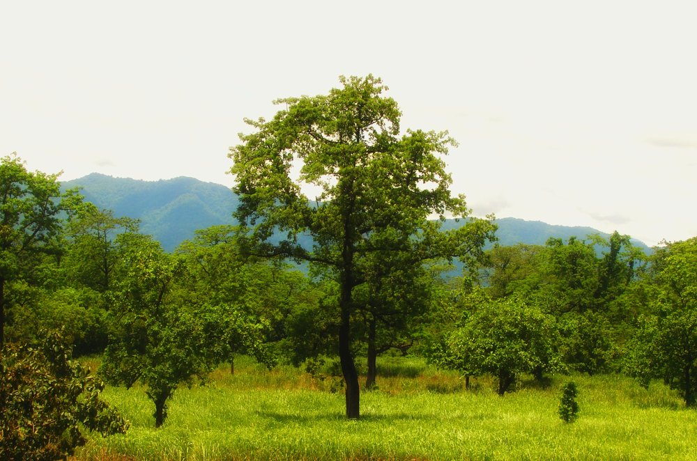 Banner 1
